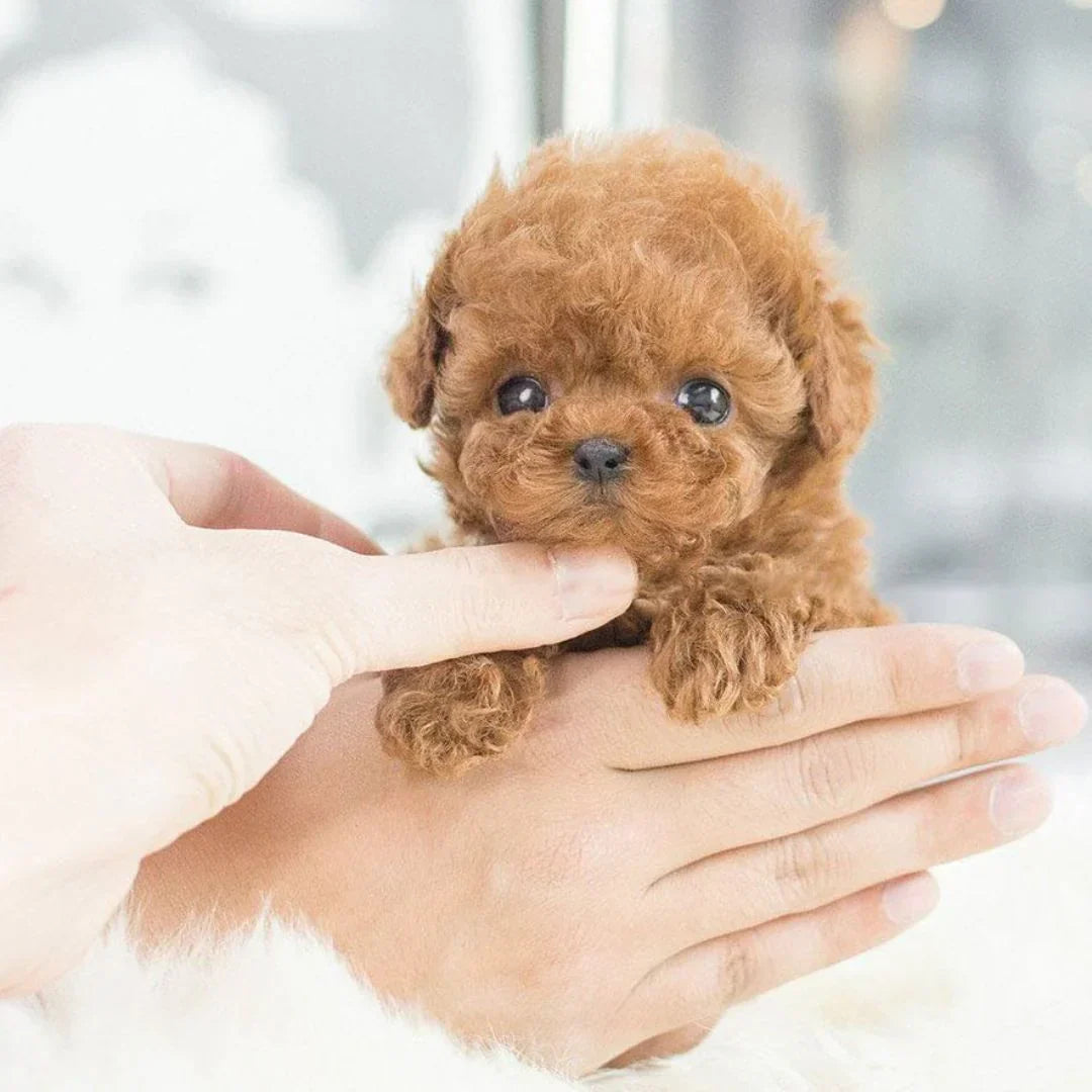 Interactive Toy Dog, Animated Dog – image 9
