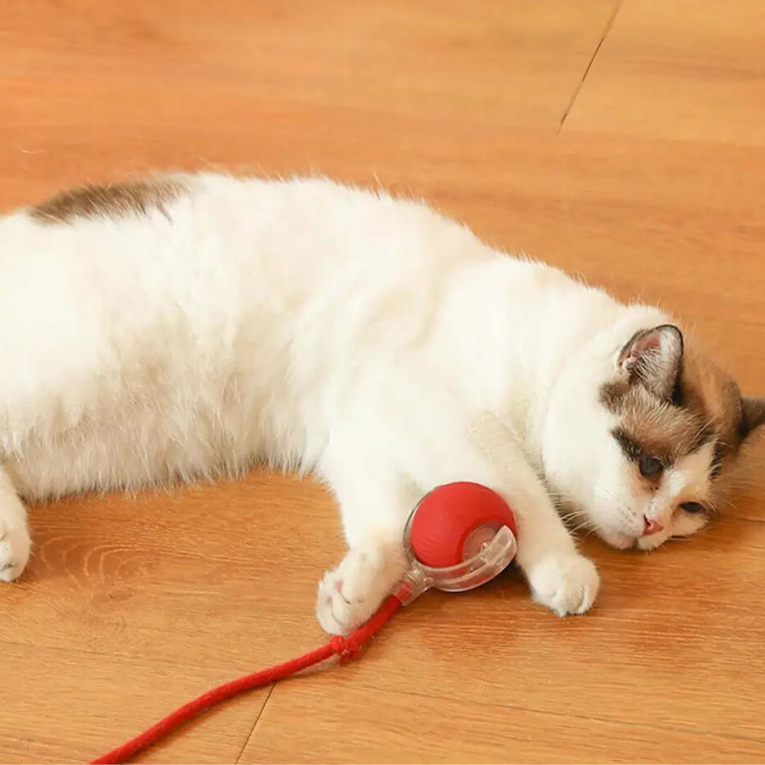 Interactive Cat Toys, Rechargeable Plush Cat Toy Option for Indoor Play