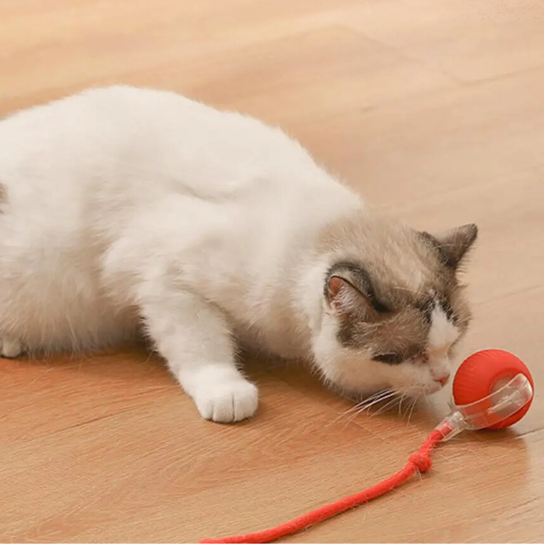 Interactive Cat Toys, Automatic Cat Ball with Tail, Rechargeable Plush Cat Toy Option for Indoor Play